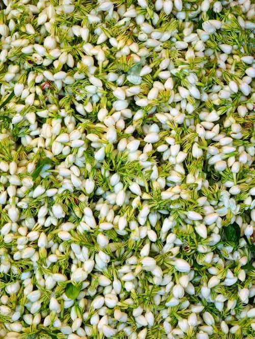 Jasmine Buds
