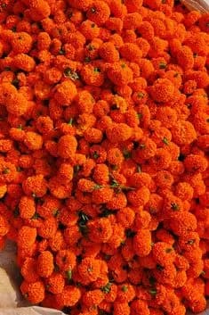 Marigold (Genda)
