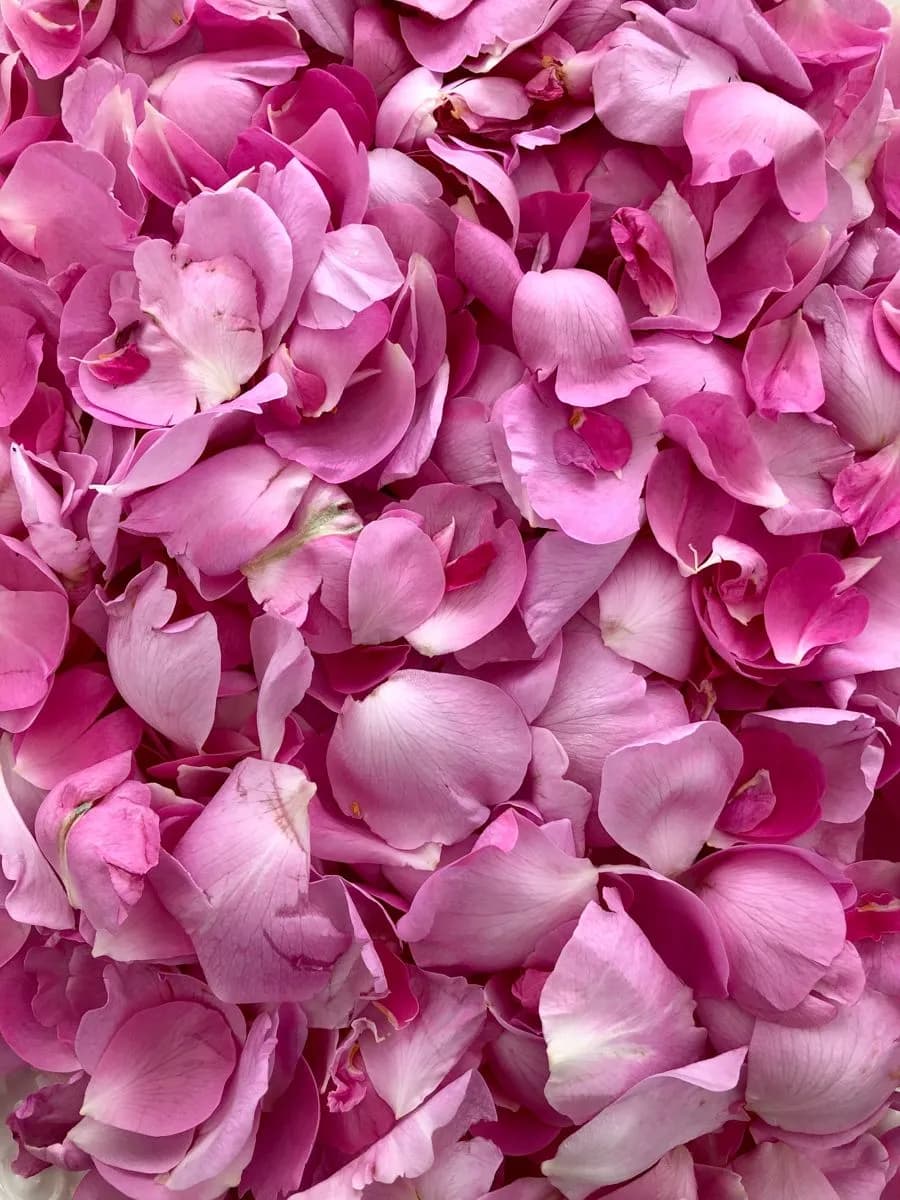 Country Rose Petals