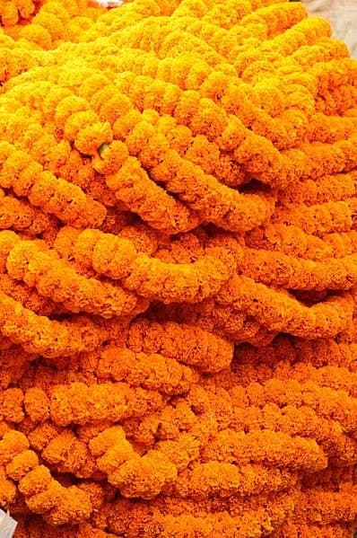 Marigold Strings
