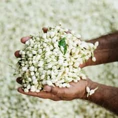 Premium Jasmine Buds (Mogra)