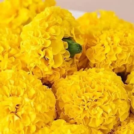 Yellow Marigold (Loose)