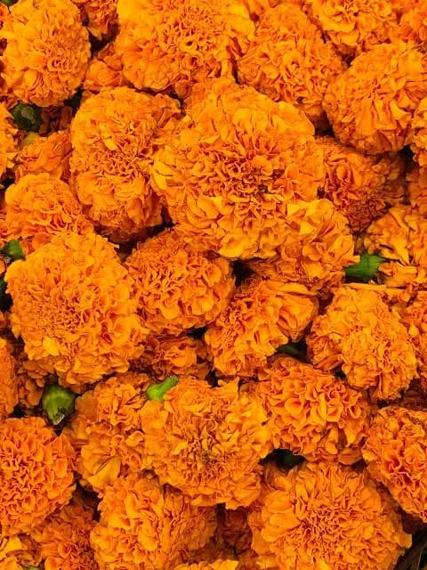 Orange Marigold (Loose)
