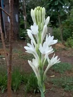 Tuberose Buds (Sambangi / Rajnigandha)
