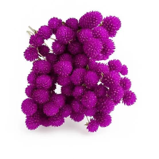 Vadamalli Flowers (Globe Amaranth)