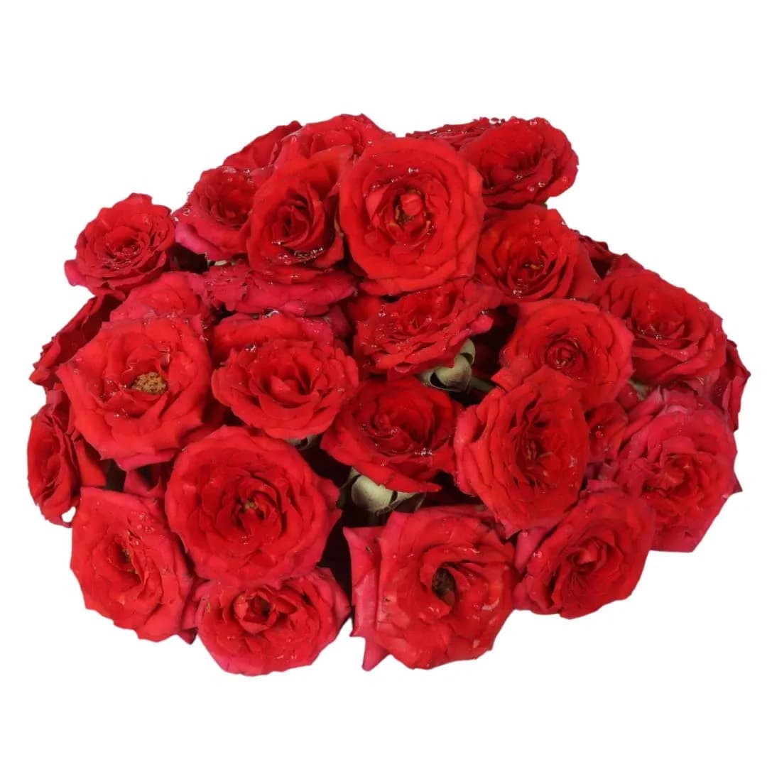 Assorted Button Roses