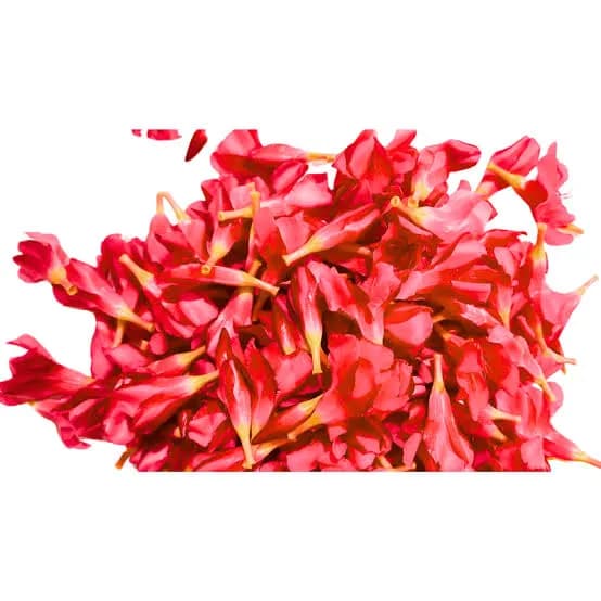Fresh Arali Flowers (Oleander)
