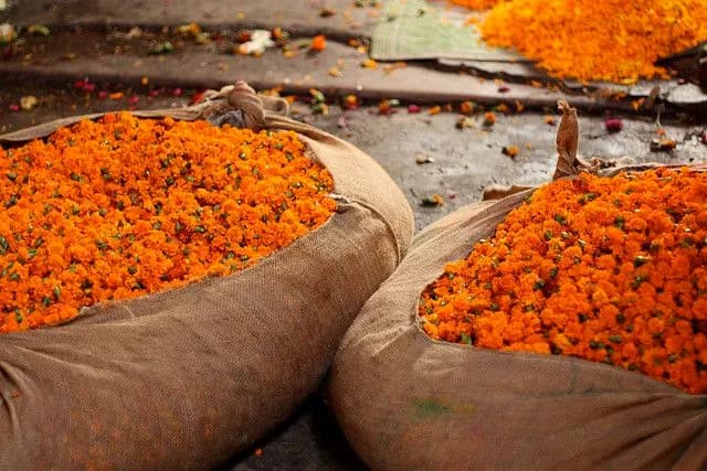 Crossandra Petals