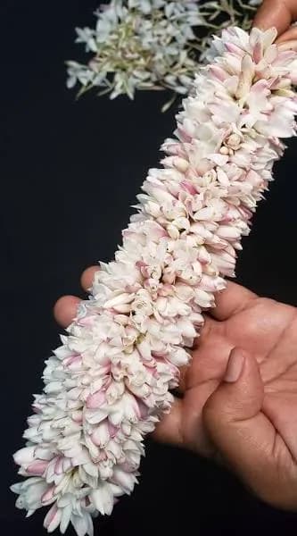 Pichi Strings /Spanish Jasmine