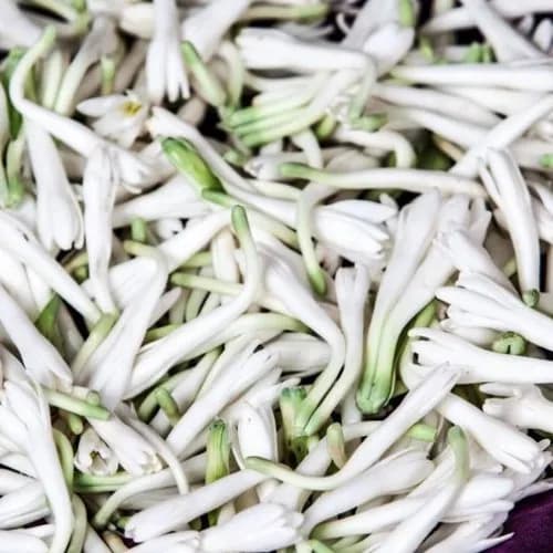 Loose Sambangi Flowers